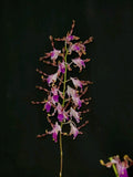Dendrobium  lasianthera   (Short type)  L /FS Orchids
