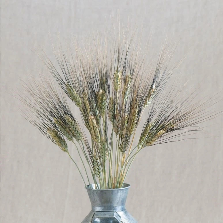 25+ Decorative Silver Tipped Wheat Flower Seeds /  Annual / Triticum Triticale Flowering Plants