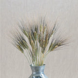 25+ Decorative Silver Tipped Wheat Flower Seeds /  Annual / Triticum Triticale Flowering Plants