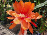 Epiphyllum Crest in 4 inch pots / Orchid Cactus / Well Rooted Orchids