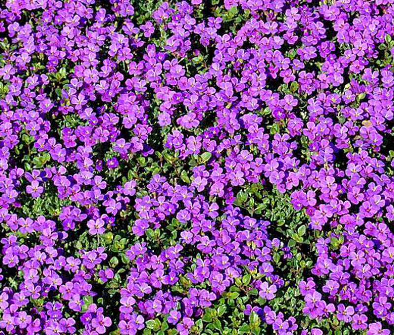 Purple Rock Cress Seeds | Perennial Aubrieta Groundcover - Bulk Flowering Plants