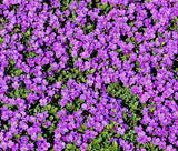 Purple Rock Cress Seeds | Perennial Aubrieta Groundcover - Bulk Flowering Plants