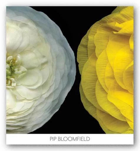 Ranunculus Right Pip Bloomfield Art Print 24x24 Ranunculus