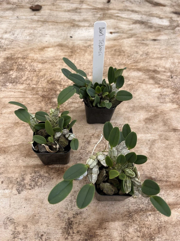 Potted orchid plants with dark green oval leaves in black pots