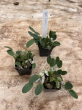 Dendrobium Jenkinsii 2Ó Pot Orchids