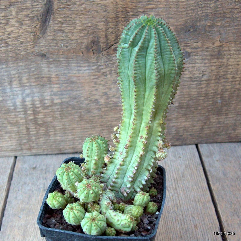 D6493 EUPHORBIA INFAUSTA MONSTER pot9-H17-W11 cm MaMa Cactus Green Plant