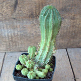 D6493 EUPHORBIA INFAUSTA MONSTER pot9-H17-W11 cm MaMa Cactus Green Plant