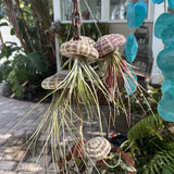air plants live In Shells,air plants live In Shells Orchids