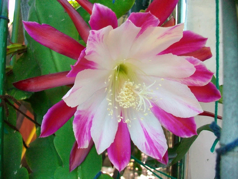 Epiphyllum cutting orchid with large white and magenta star-like blossoms and green leaves