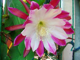 Epiphyllum " CLOWN " Cutting Orchids
