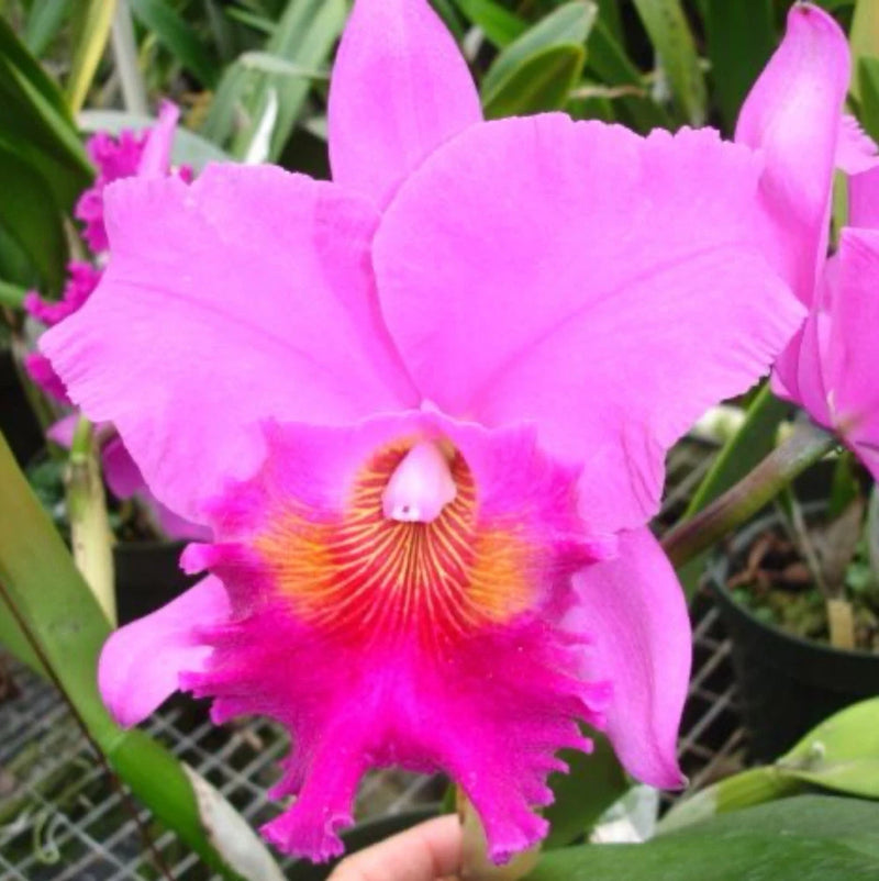 Blooming pink Cattleya orchid with ruffled petals and orange-yellow center