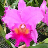 Blc. Amy Wakasugi 'NN'  Cattleya Orchid Plant Blooming Size 4Ó Nice Orchids