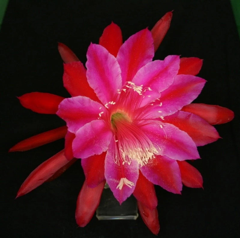 Pink and red orchid cactus bloom in a small pot