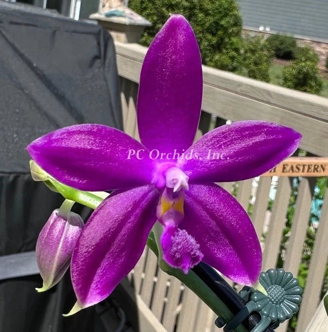 Purple Phalaenopsis orchid flower with three petals and central column—PC Orchids, Inc.