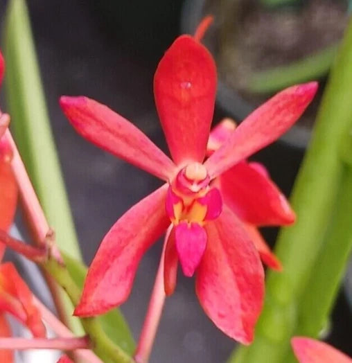 Miniature orchid plant with ruby-red star-shaped blooms