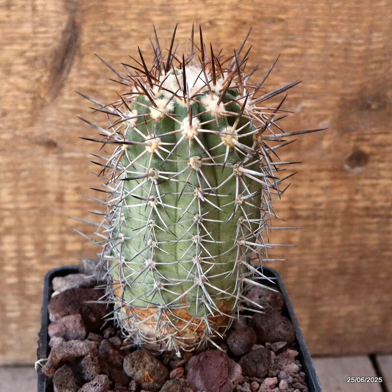 D4802 COPIAPOA HORRIDISPINA pot10-H13-W6 cm MaMa Cactus Green Plant