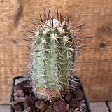 D4802 COPIAPOA HORRIDISPINA pot10-H13-W6 cm MaMa Cactus Green Plant
