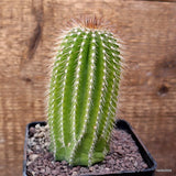 D4111 NEOBUXBAUMIA POLYLOPHA pot10-H13-W6,5 cm MaMa Cactus Green Plant