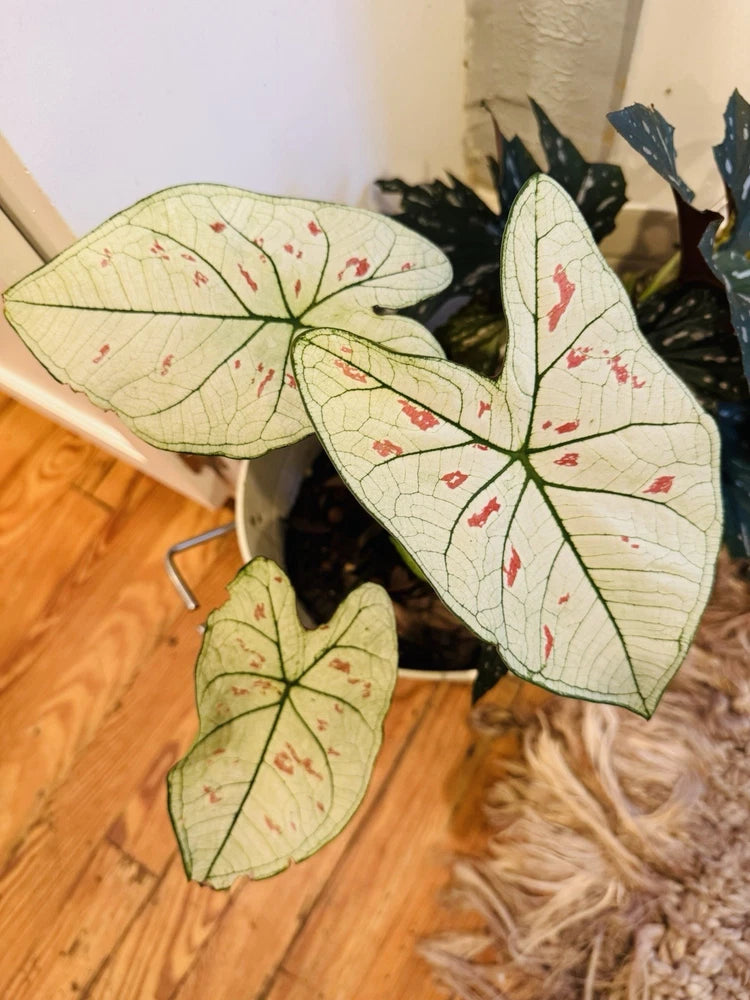 Caladium plant with cream leaves and red speckled veins, three leaves visible