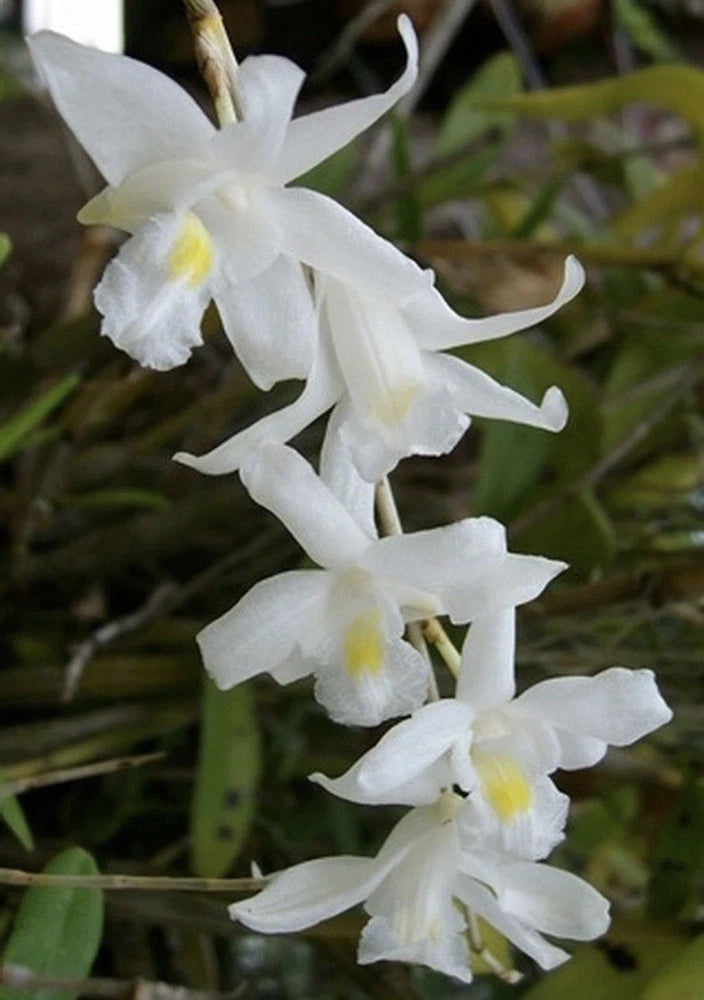 Fragrant white Dendrobium orchid with clustered star-like blooms