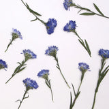 12PCS Pressed Dried daisy Flower, Side Pressed with Leaves FSS93-Violet Dried Flower