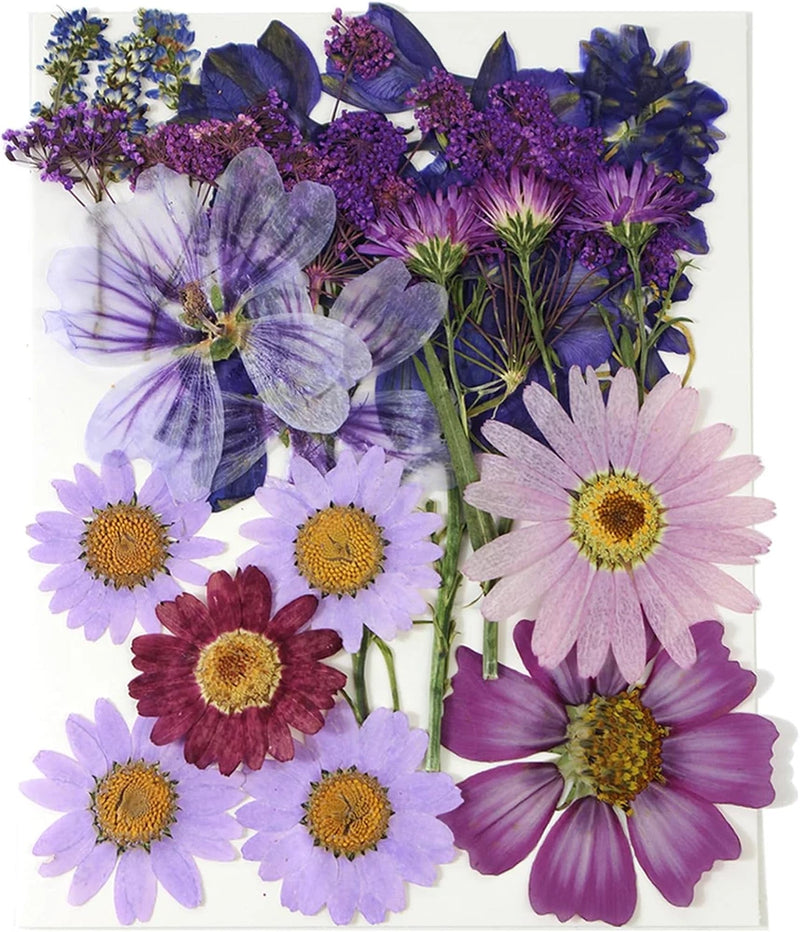 Purple Dried Pressed Flowers Real Natural Petals Bulk for Scrapbooking Art Craft Dried Flower