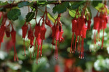 Fuchsia-Flowered Gooseberry, Ribes Speciosum - 15 Seeds 2026 - USA Flowering Plants