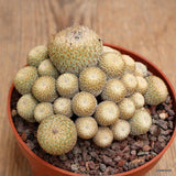 D2563 EPITHELANTHA MICROMERIS V. PACHYRHIZA pot10-H7-W10 cm MaMa Cactus Green Plant
