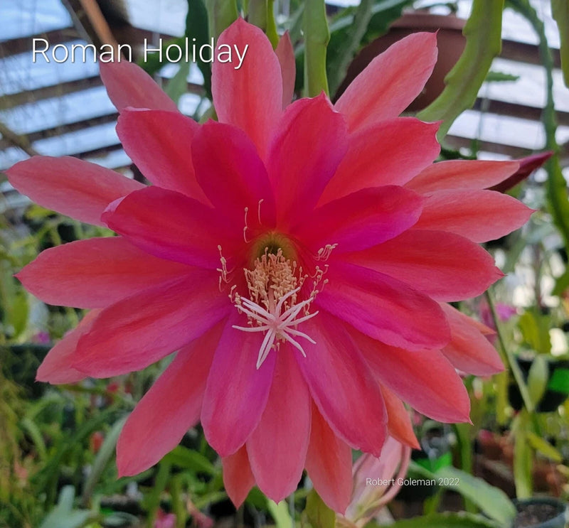 Epiphyllum orchid cactus flower with bright pink petals and pink-white stamens
