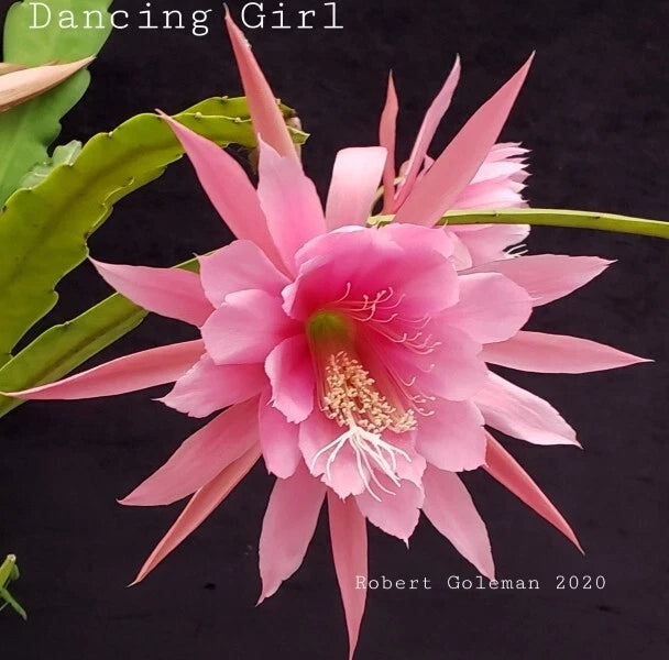 Pink Epiphyllum orchid cactus flower with layered pink petals and green stem