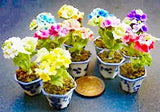 Dolls House Hydrangeas In A Ceramic Pot Bunch Of 2 Flowers  1:12 Scale ML tumdee Hydrangea