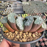 8CM Succulent Plant Haworthia Truncata Utamaro Liliaceae Home Garden Beautiful Garden Plants