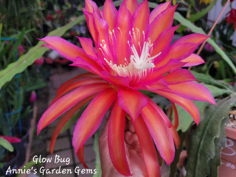 Blooming Epiphyllum cactus flower with pink-orange petals and white stamens