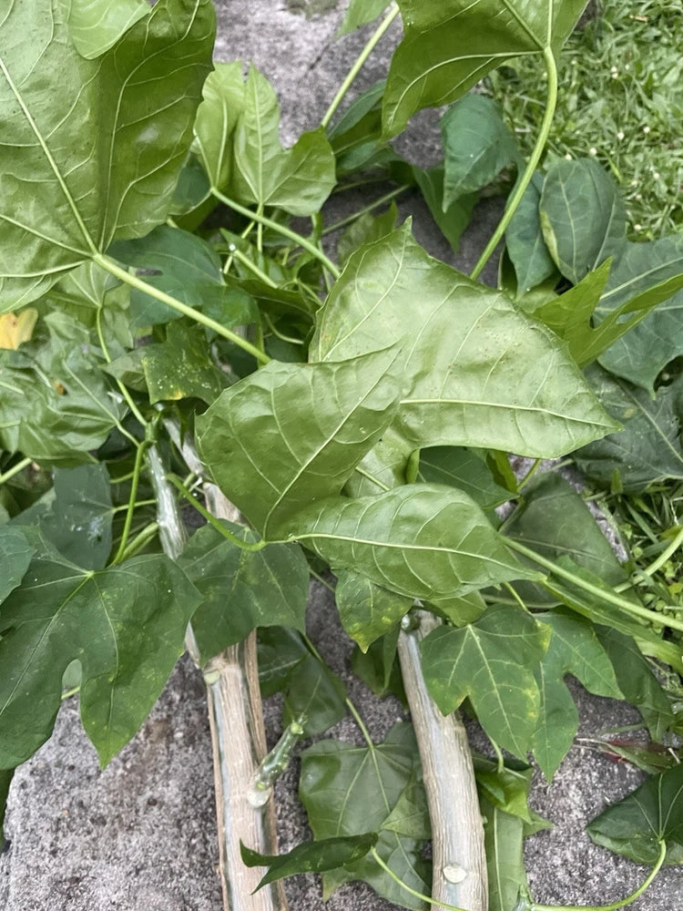 5 HAWAII Volcanic Chaya Tree Spinach Cuttings Maya Superfood Cnidoscolus Start Green Plant