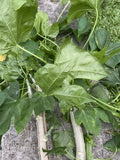 5 HAWAII Volcanic Chaya Tree Spinach Cuttings Maya Superfood Cnidoscolus Start Green Plant