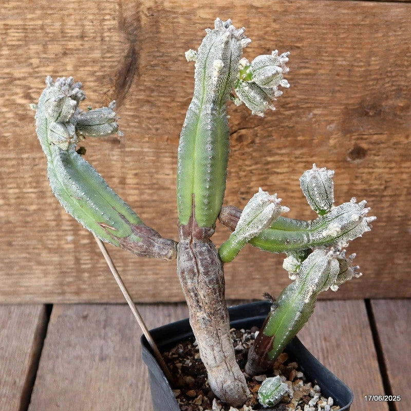 D4645 ASTROPHYTUM MYRIOSTIGMA CV. HUBUKI pot9-H22-W19 cm MaMa Cactus Green Plant