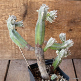 D4645 ASTROPHYTUM MYRIOSTIGMA CV. HUBUKI pot9-H22-W19 cm MaMa Cactus Green Plant