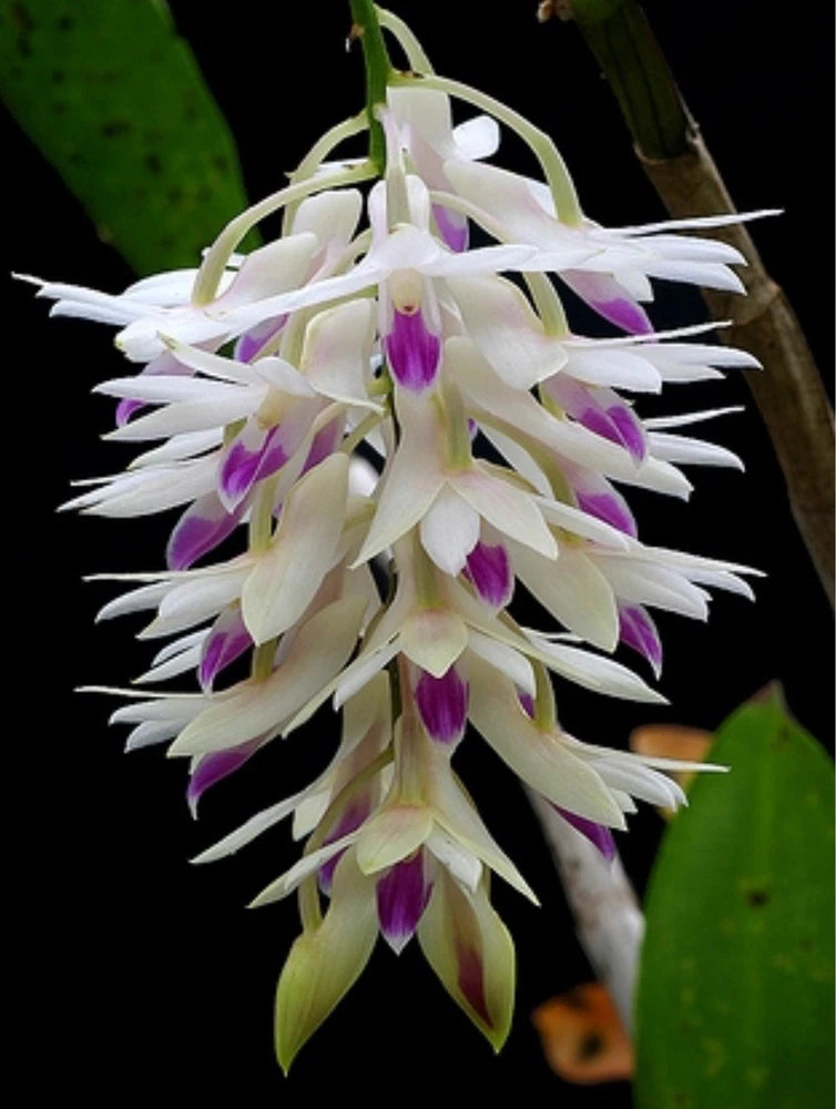White and purple cascading orchid flowers on a potted plant