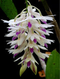 Dendrobium amethystoglossum Orchid Species - Cascading Flowers 5Ó Pot Orchids