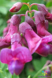 50+ Lathyrus niger Perennial Sweet Pea Seeds for Garden - USA - FREE SHIPPING! Garden Plants