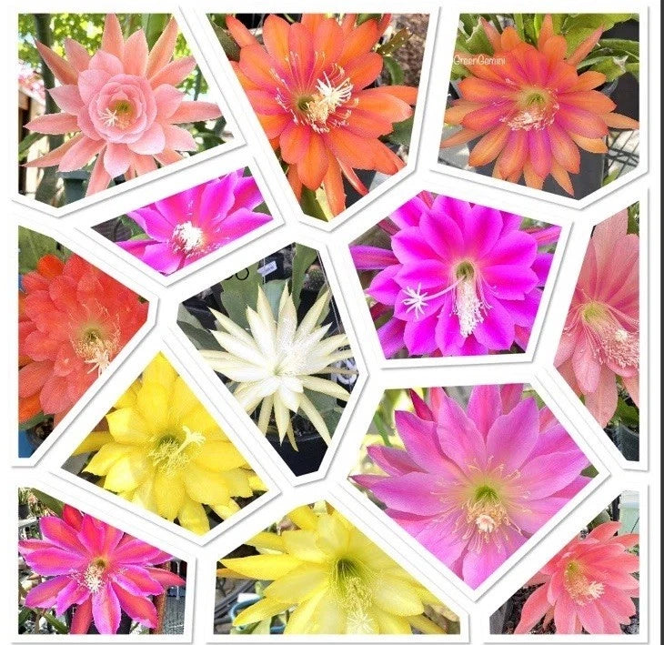 5 Assorted Mystery Unknown Colors Epiphyllum Cuttings Orchid Cactus Succulents Orchids