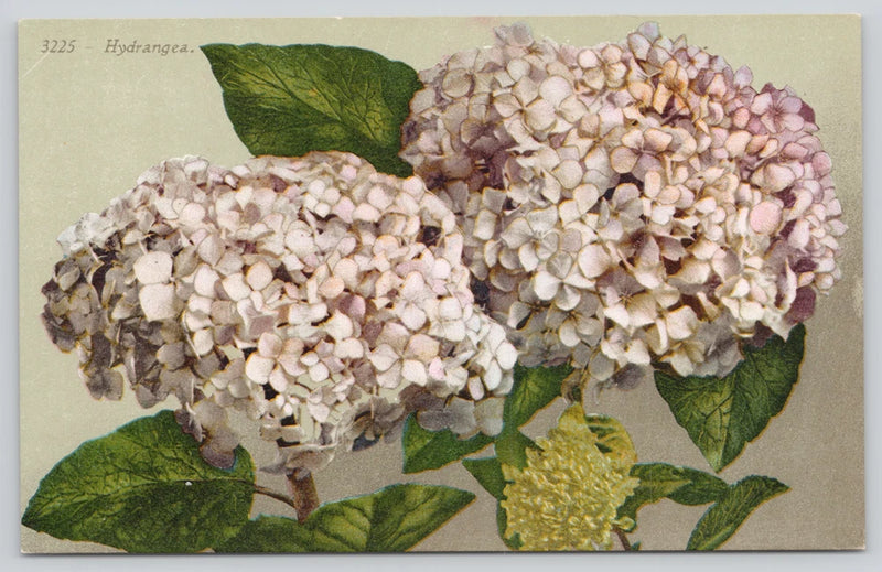 Postcard White Hydrangea Flowers Botany Floral - Edward H Mitchell 3225 Hydrangea