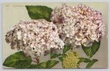 Postcard White Hydrangea Flowers Botany Floral - Edward H Mitchell 3225 Hydrangea