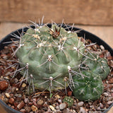D1111 GYMNOCALYCIUM BORTHII pot14-H7-W11 cm MaMa Cactus Green Plant