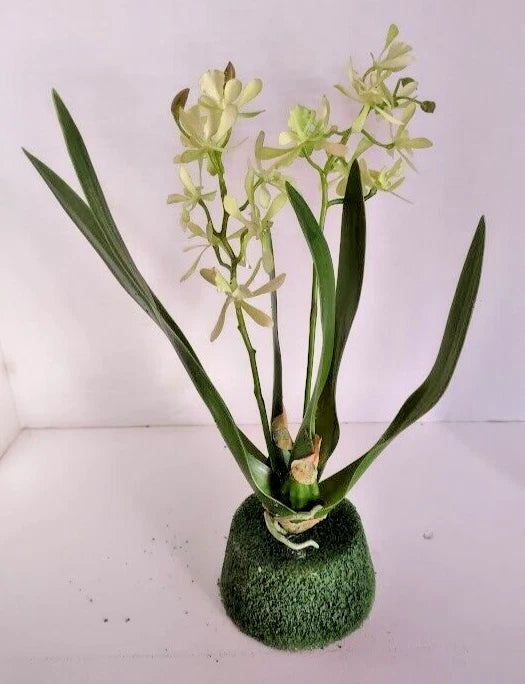 Artificial Mini Cattleya Orchid stem LIME GREEN Green Plant