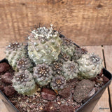 D3617 COPIAPOA MARITIMA KK1709 pot14-H9-W16 cm MaMa Cactus Green Plant