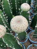RareSucculent  plants Euphorbia turbiniformis Garden DŽcor Boutique Garden Plants