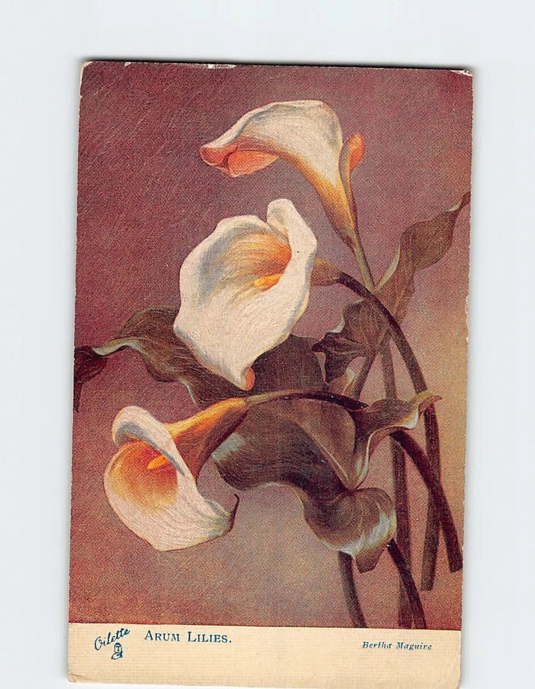 Arum lilies floral postcard with white blooms and orange throats on burgundy background
