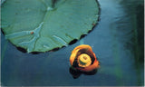 Bullhead lily postcard with orange flower on lily pad