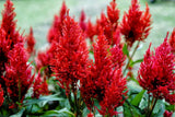 100 RED Forest Fire COCKSCOMB CELOSIA Plumosa Seeds Flowering Plants